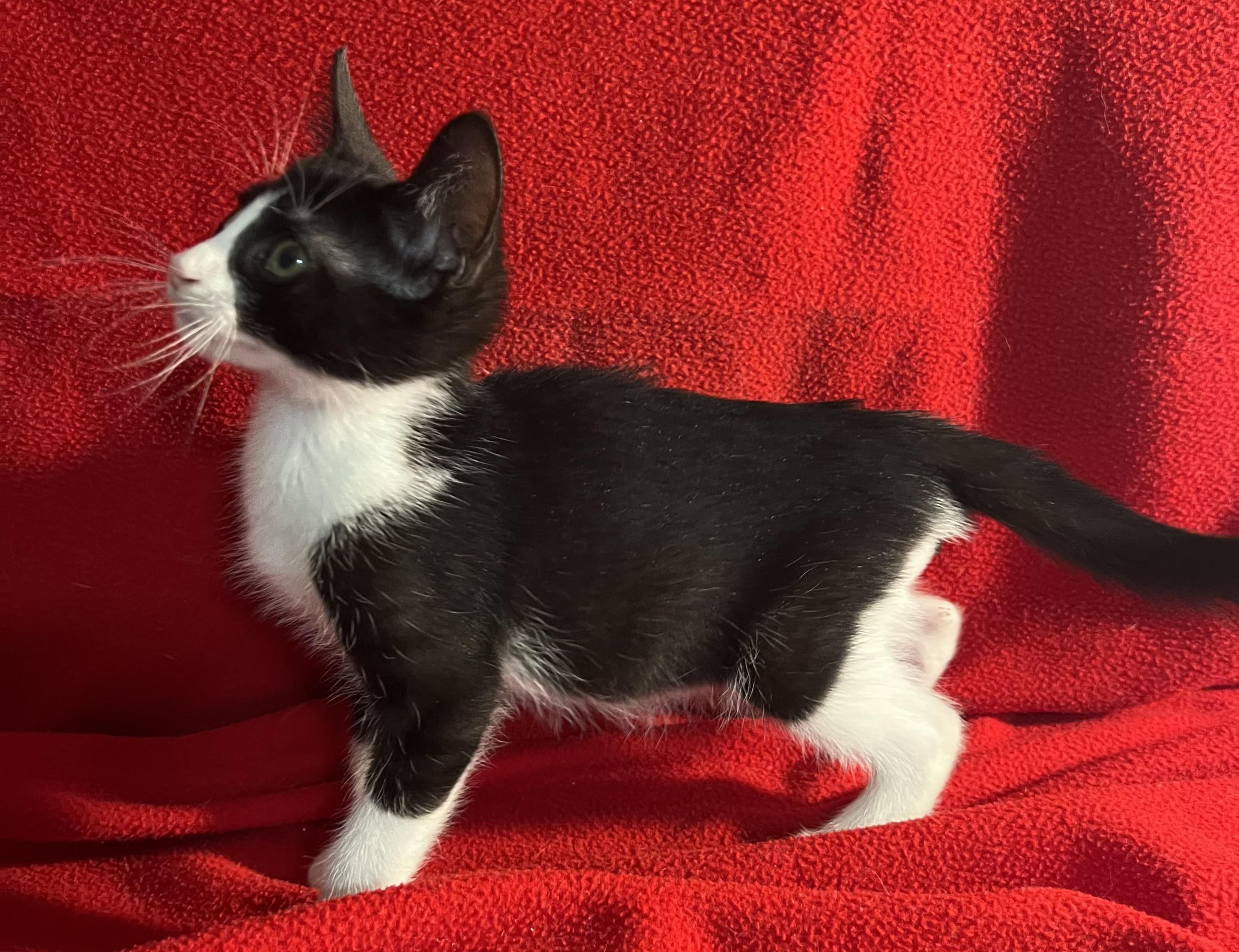 Barney-Portofino PetSmart