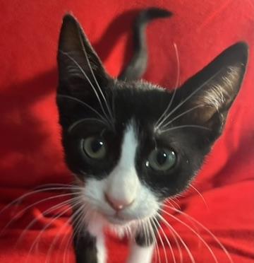 Barney-Portofino PetSmart