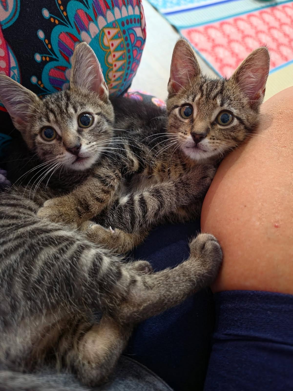 Levi & Elijah (bonded brothers), Adopted, Kitten Male Domestic Short Hair.