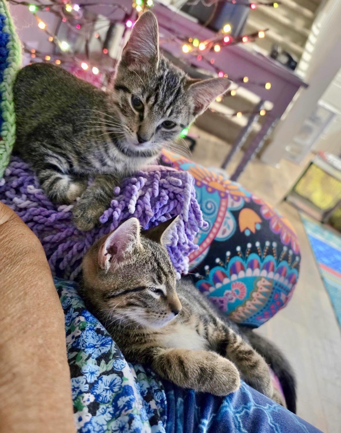 Enlarge Levi & Elijah (bonded brothers), a Adopted Domestic Short Hair in Mount Juliet, TN image 3/6
