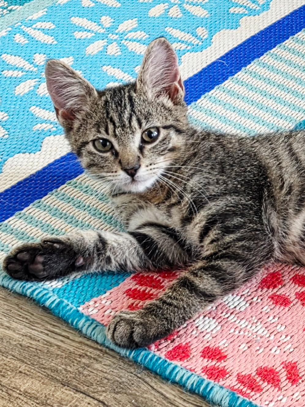 Enlarge Levi & Elijah (bonded brothers), a Adopted Domestic Short Hair in Mount Juliet, TN image 6/6