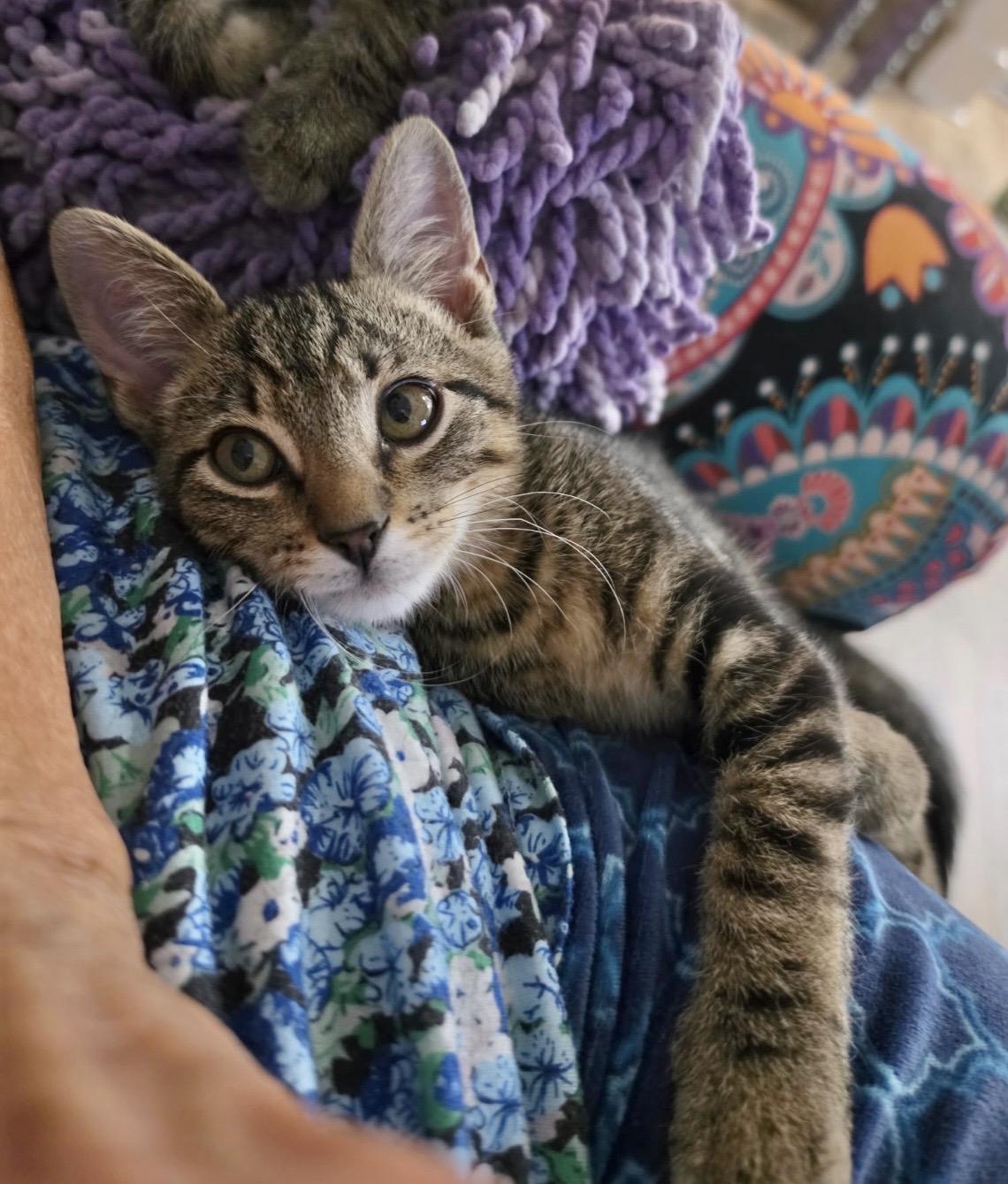 Enlarge Levi & Elijah (bonded brothers), a Adopted Domestic Short Hair in Mount Juliet, TN image 2/6