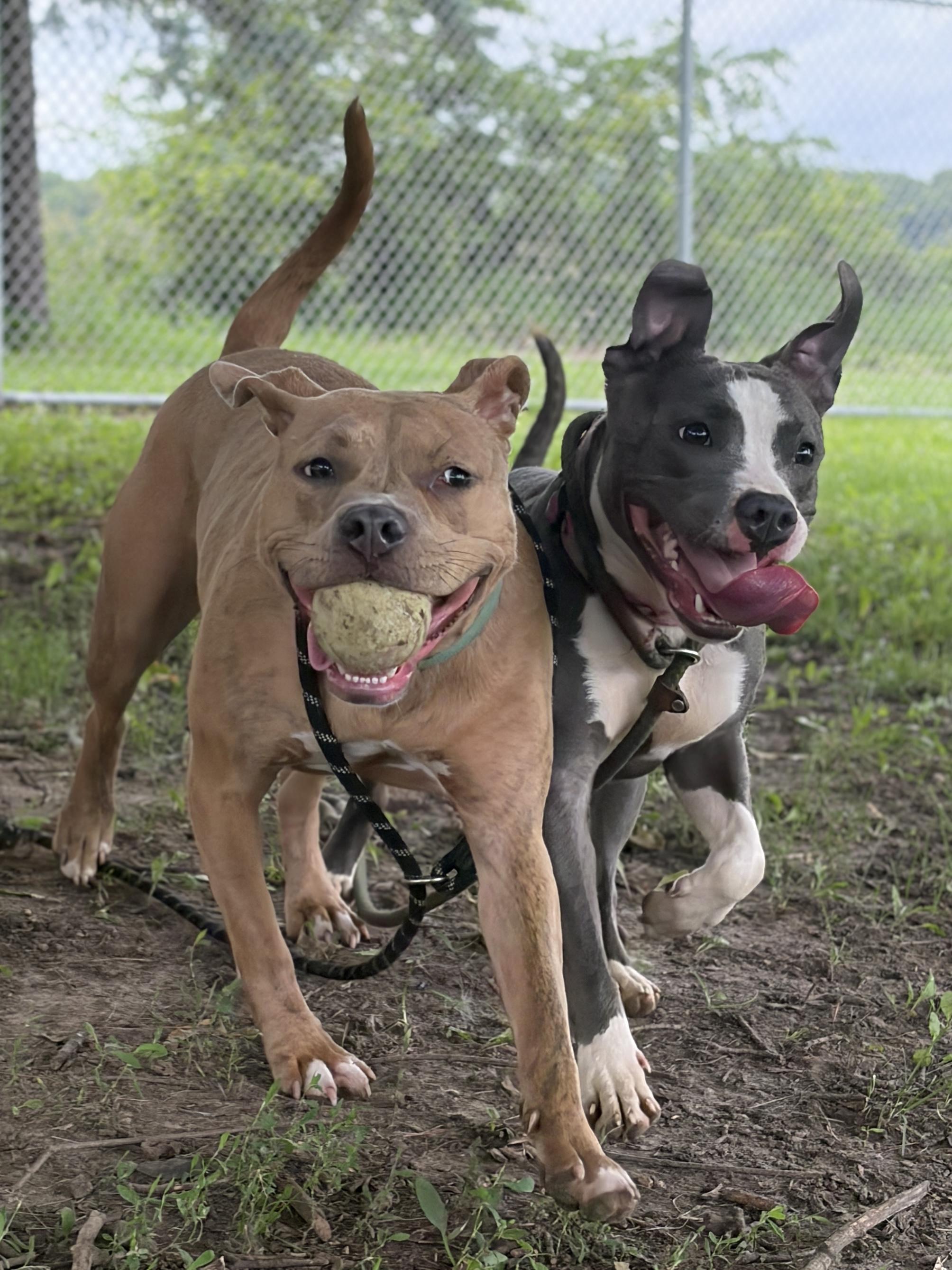 Bridget, a ADOPTABLE mixed breed in Jefferson, WI image 3/4