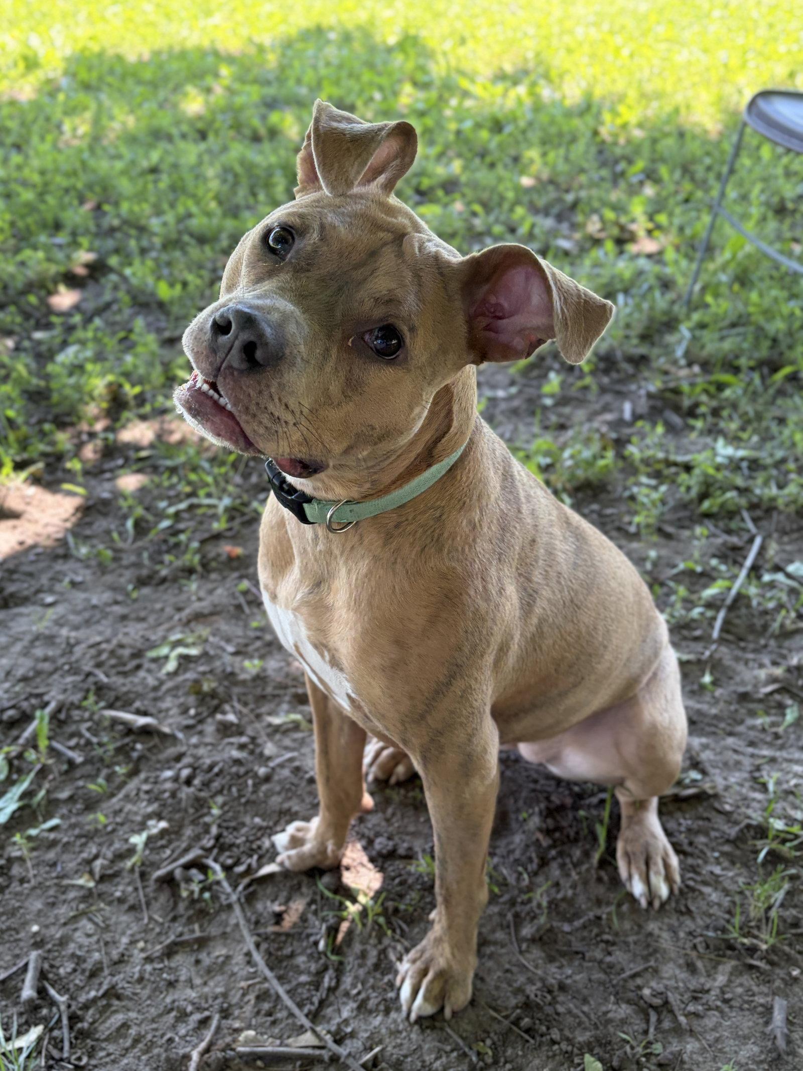 Bridget, a ADOPTABLE mixed breed in Jefferson, WI image 2/4