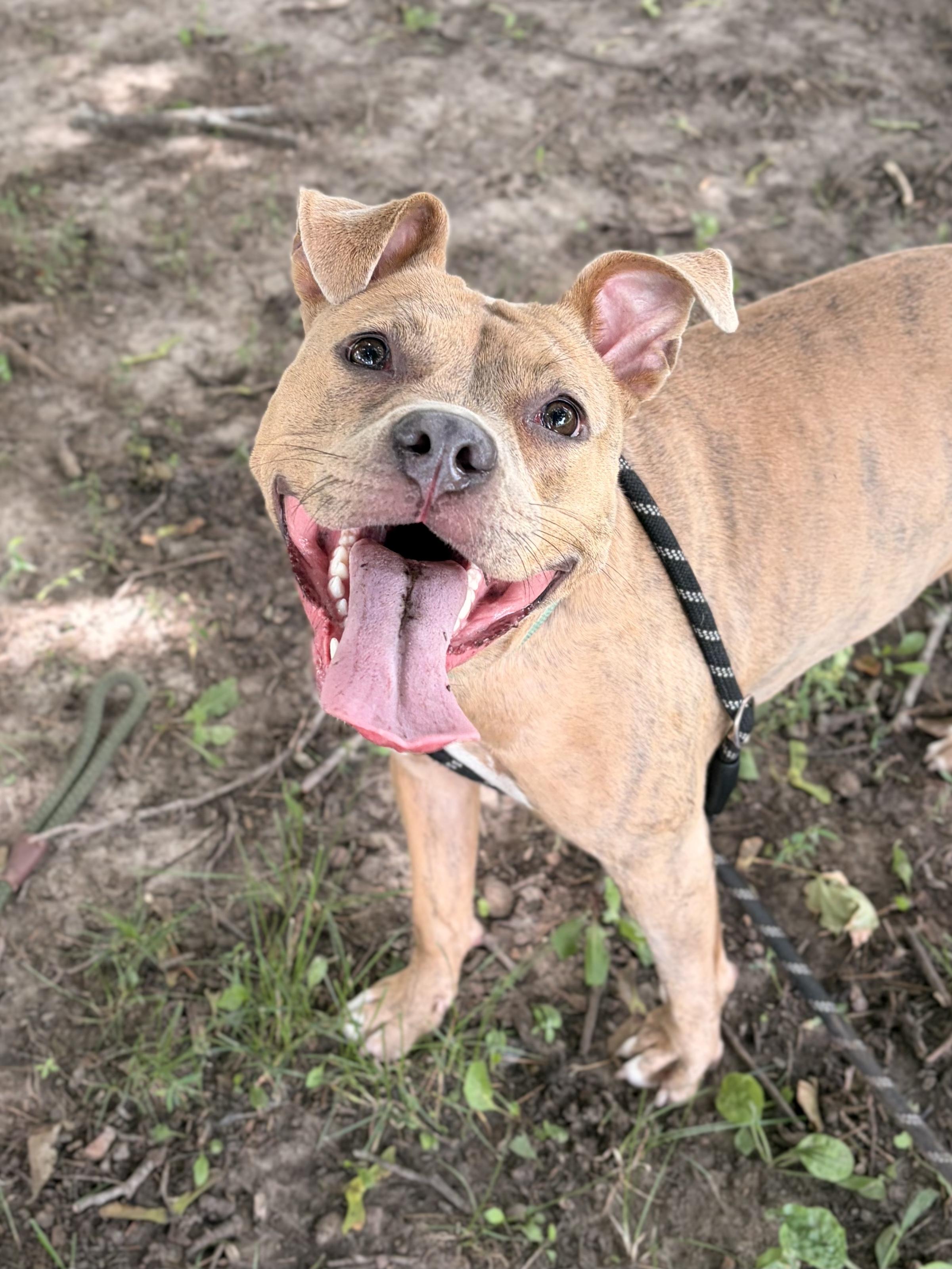 Bridget, a ADOPTABLE mixed breed in Jefferson, WI image 4/4