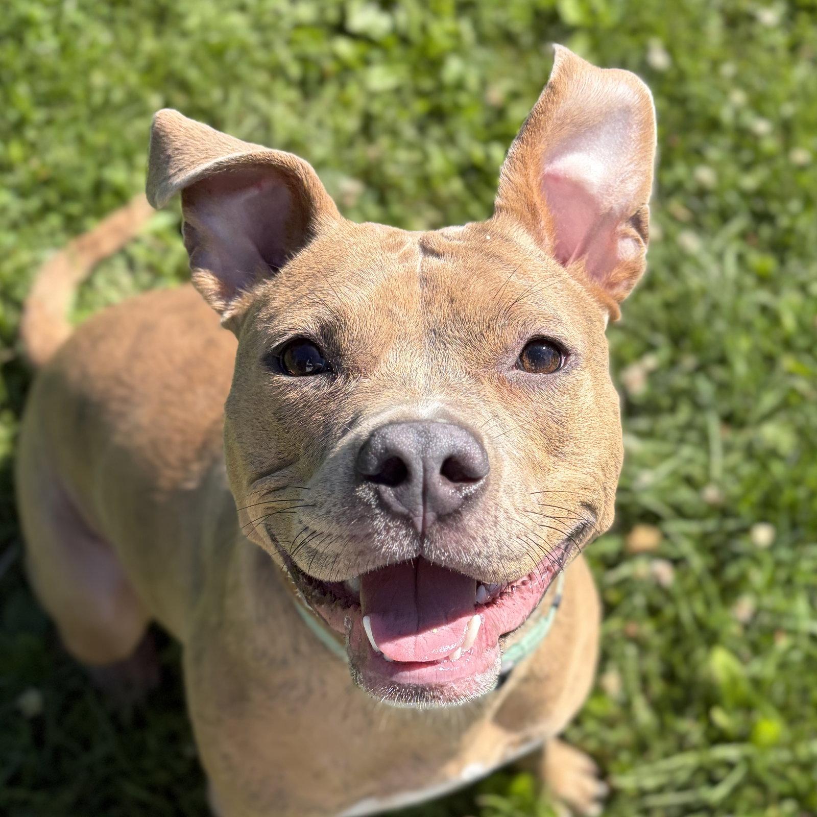 Bridget, ADOPTABLE, Adult Female Terrier.