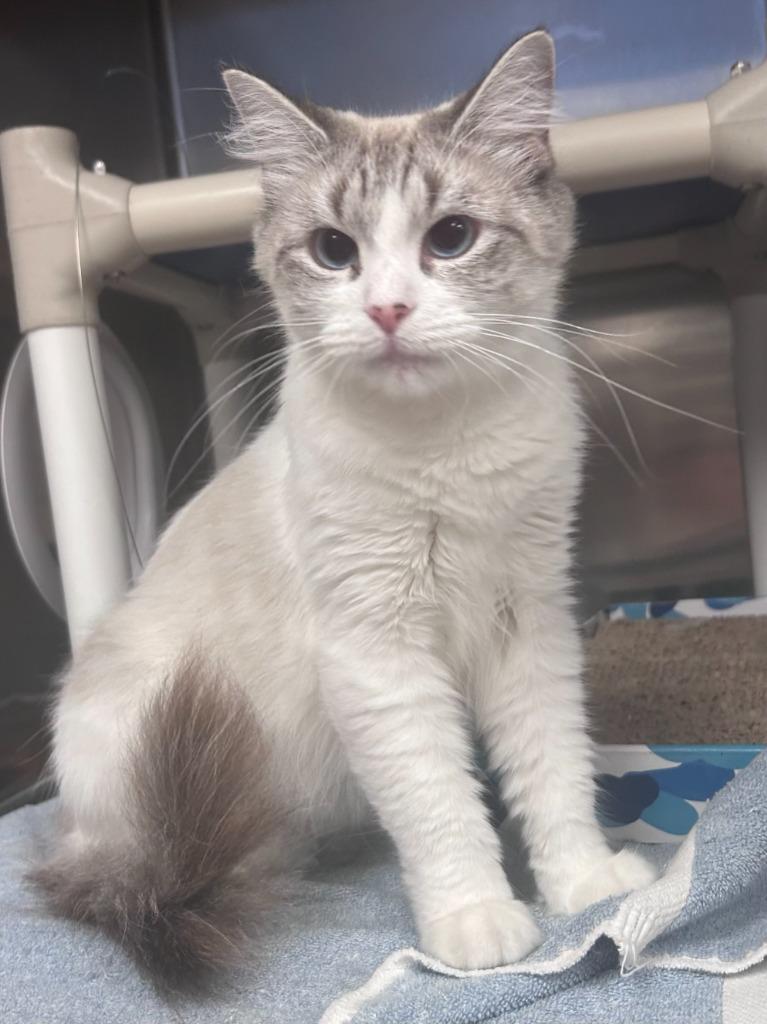 Mama ( Pretty Kitty), Adoptable, Young Female Domestic Medium Hair.