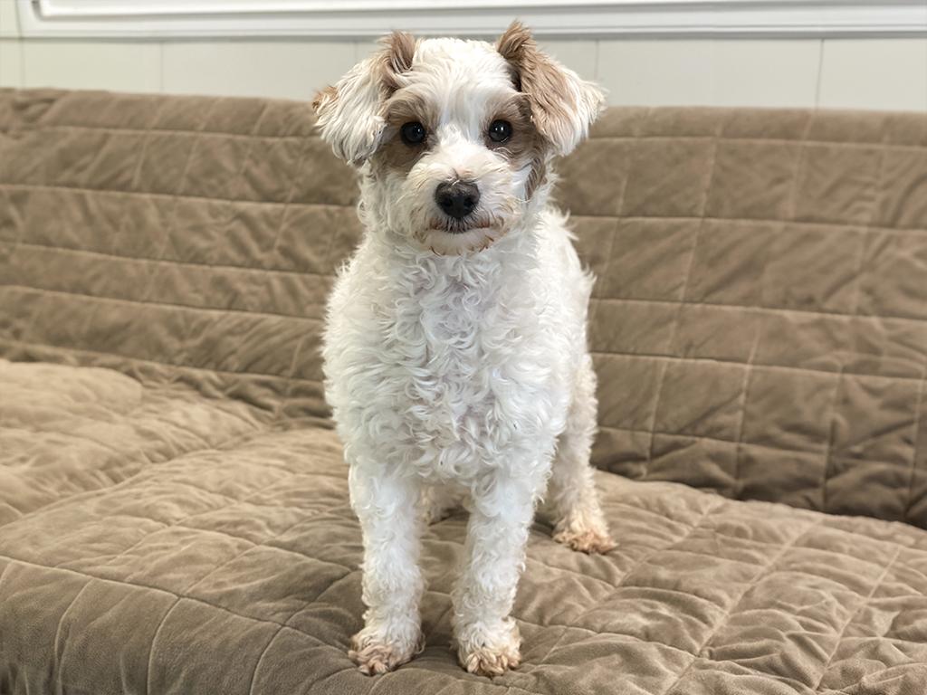 Enlarge Lizzy, an adopted Poodle (Toy) in Charles Town, WV image 1/3
