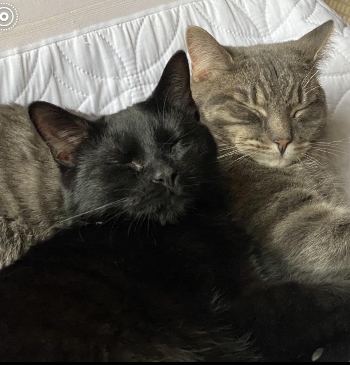 Porta & Jenks, a Adoptable Domestic Short Hair in Allentown, NJ image 6/6