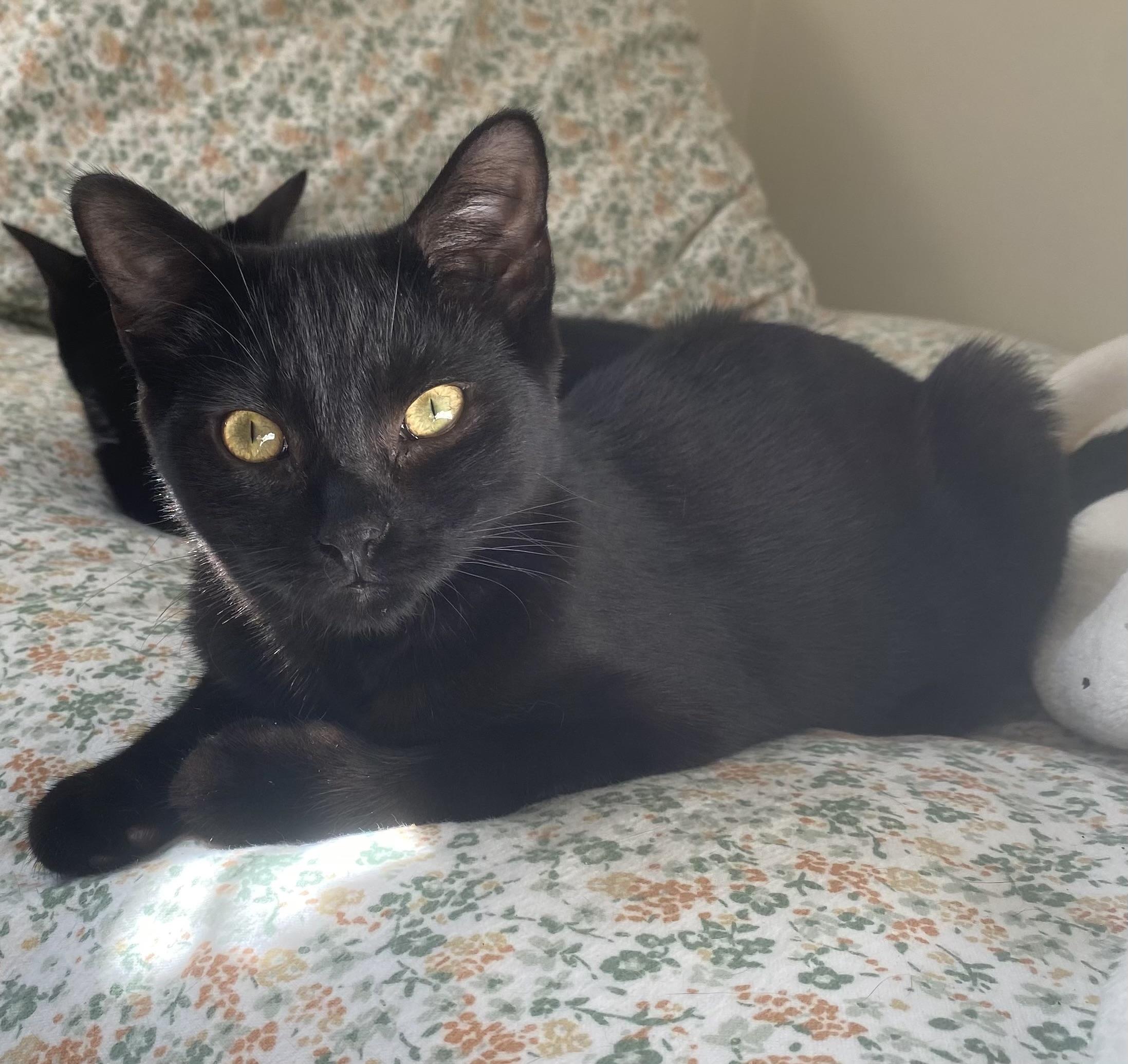 Porta & Jenks, a Adoptable Domestic Short Hair in Allentown, NJ image 2/6