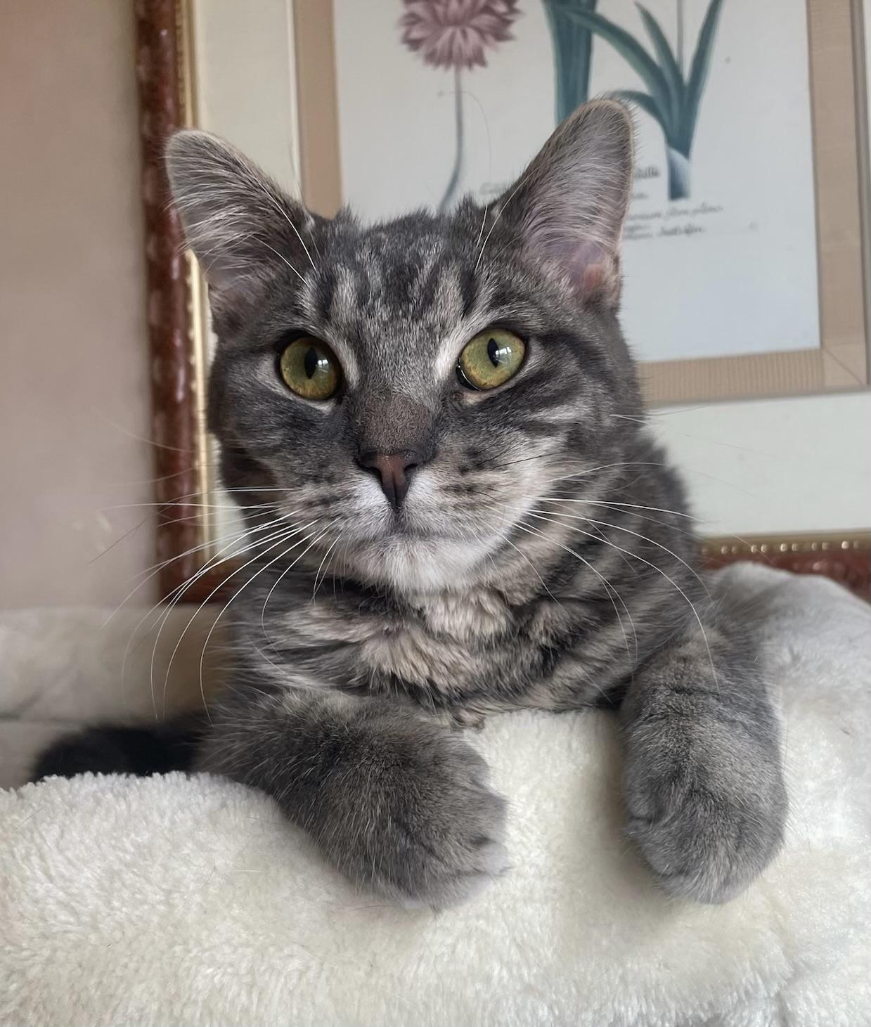 Porta & Jenks, a Adoptable Domestic Short Hair in Allentown, NJ image 4/6