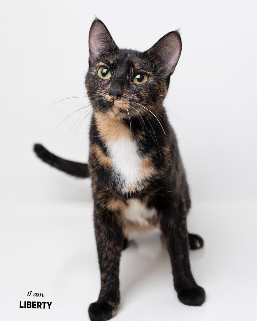 Liberty, Adoptable, Young Female Domestic Short Hair.