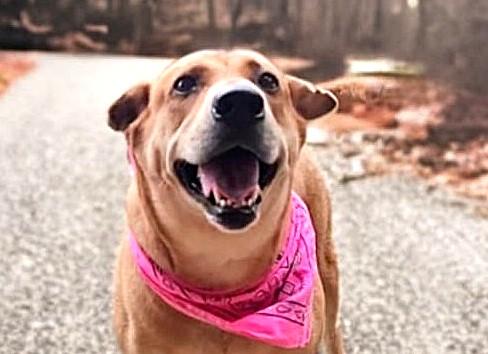 Honey Bun (55 lbs)