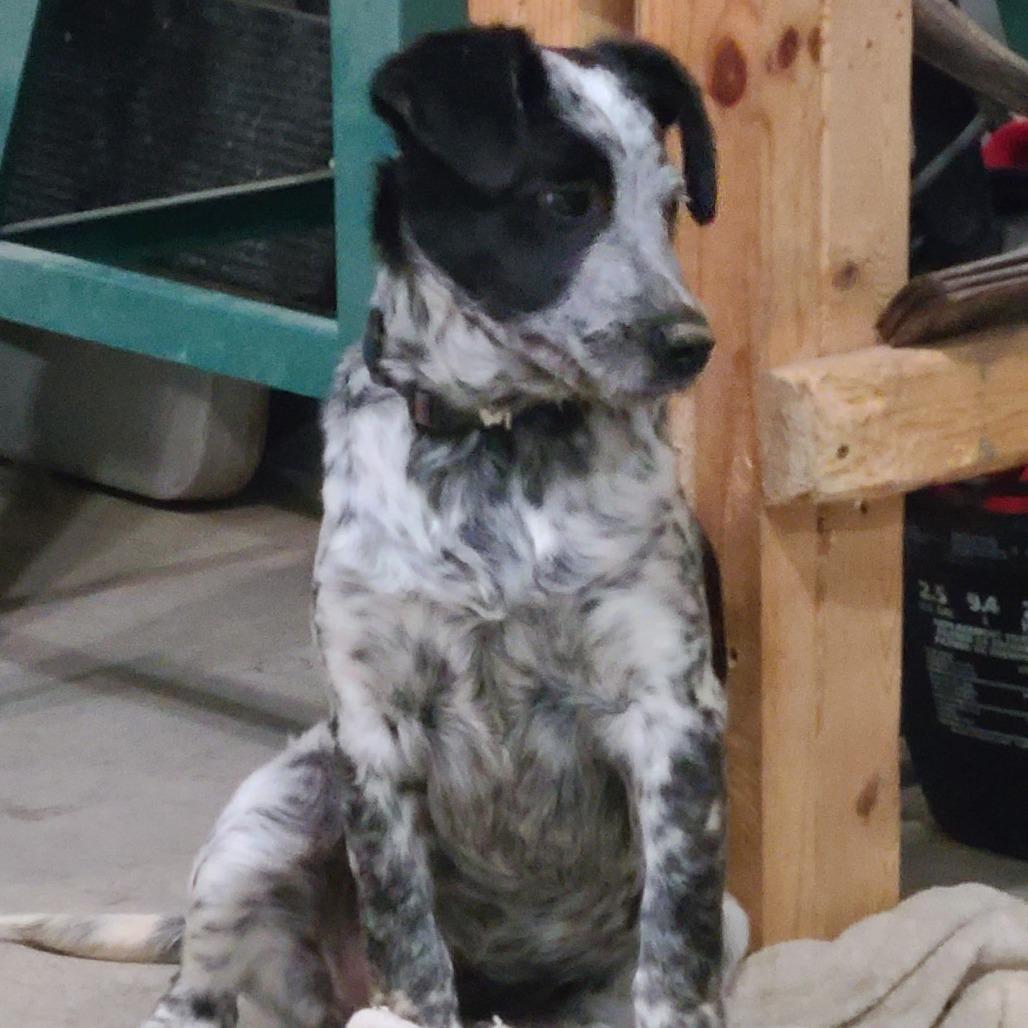 Enlarge Emmit, a Adoptable mixed breed in Southington, OH image 1/3