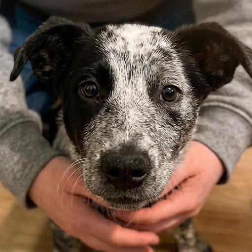 Enlarge Emmit, a Adoptable mixed breed in Southington, OH image 2/3