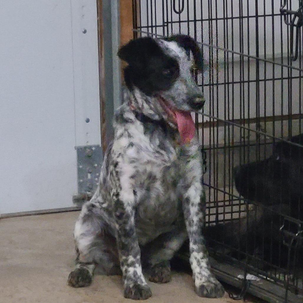 Enlarge Emmit, a Adoptable mixed breed in Southington, OH image 3/3