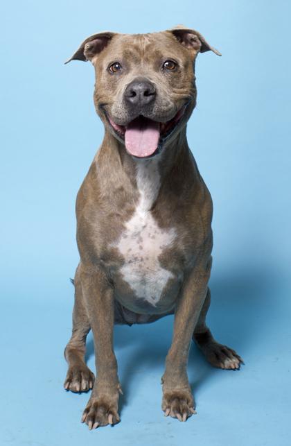 Marla, a Adoptable mixed breed in Santa Paula, CA image 1/3