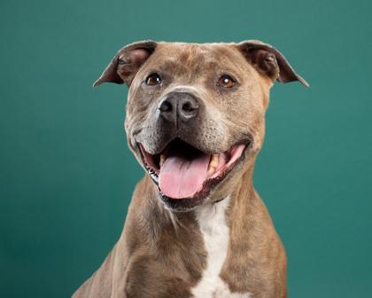 Marla, a Adoptable mixed breed in Santa Paula, CA image 2/3