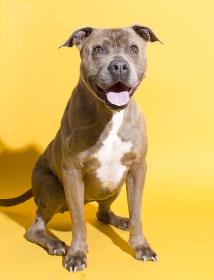 Marla, a Adoptable mixed breed in Santa Paula, CA image 3/3
