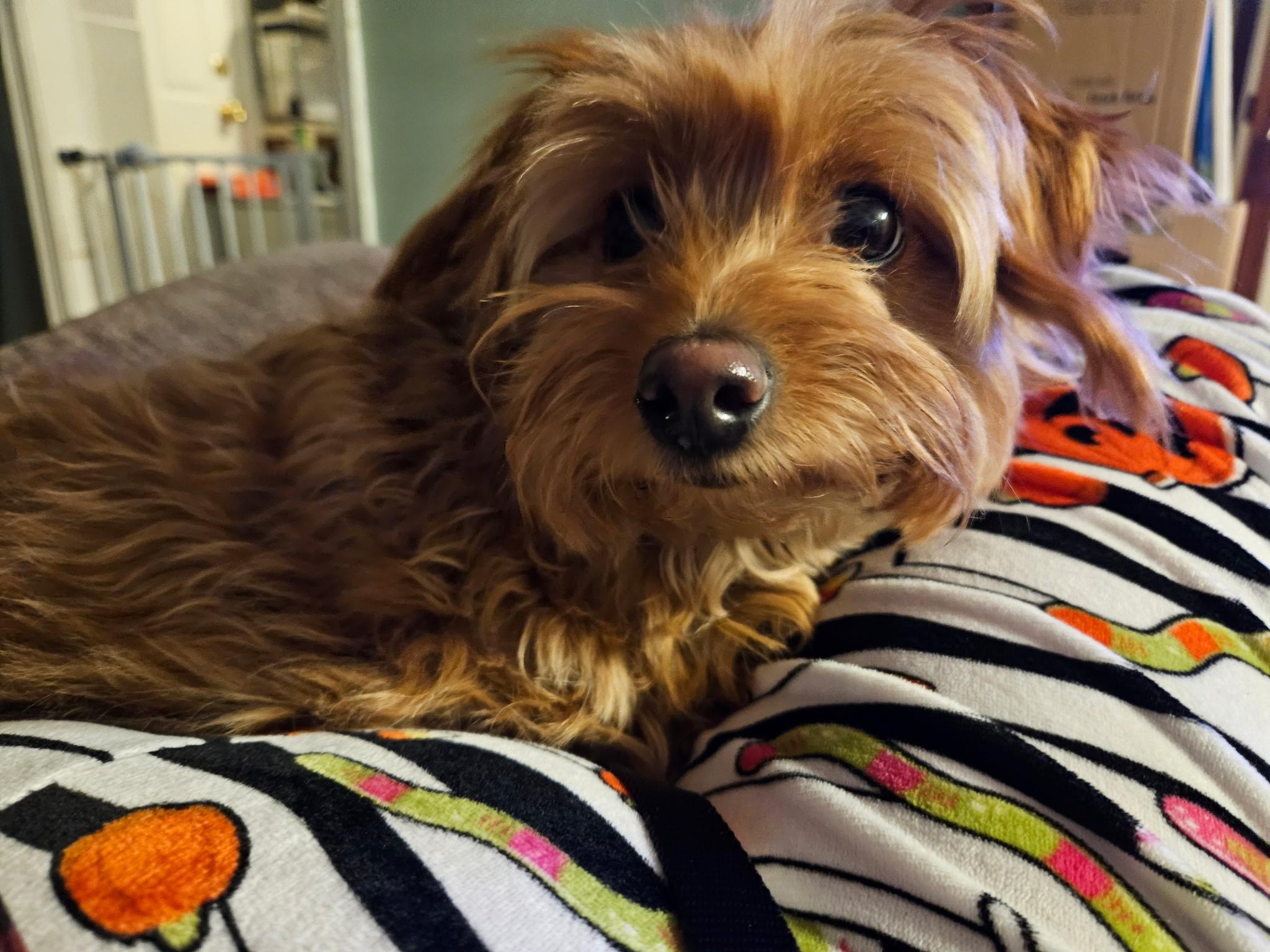 Baxter, ADOPTABLE, Young Male Yorkshire Terrier.