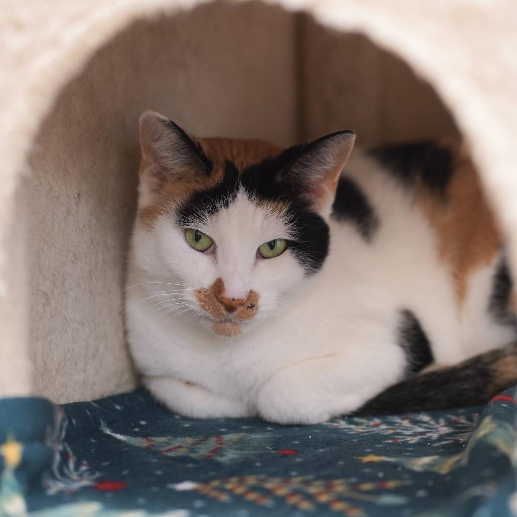 Dove, Adoptable, Adult Female Domestic Short Hair.