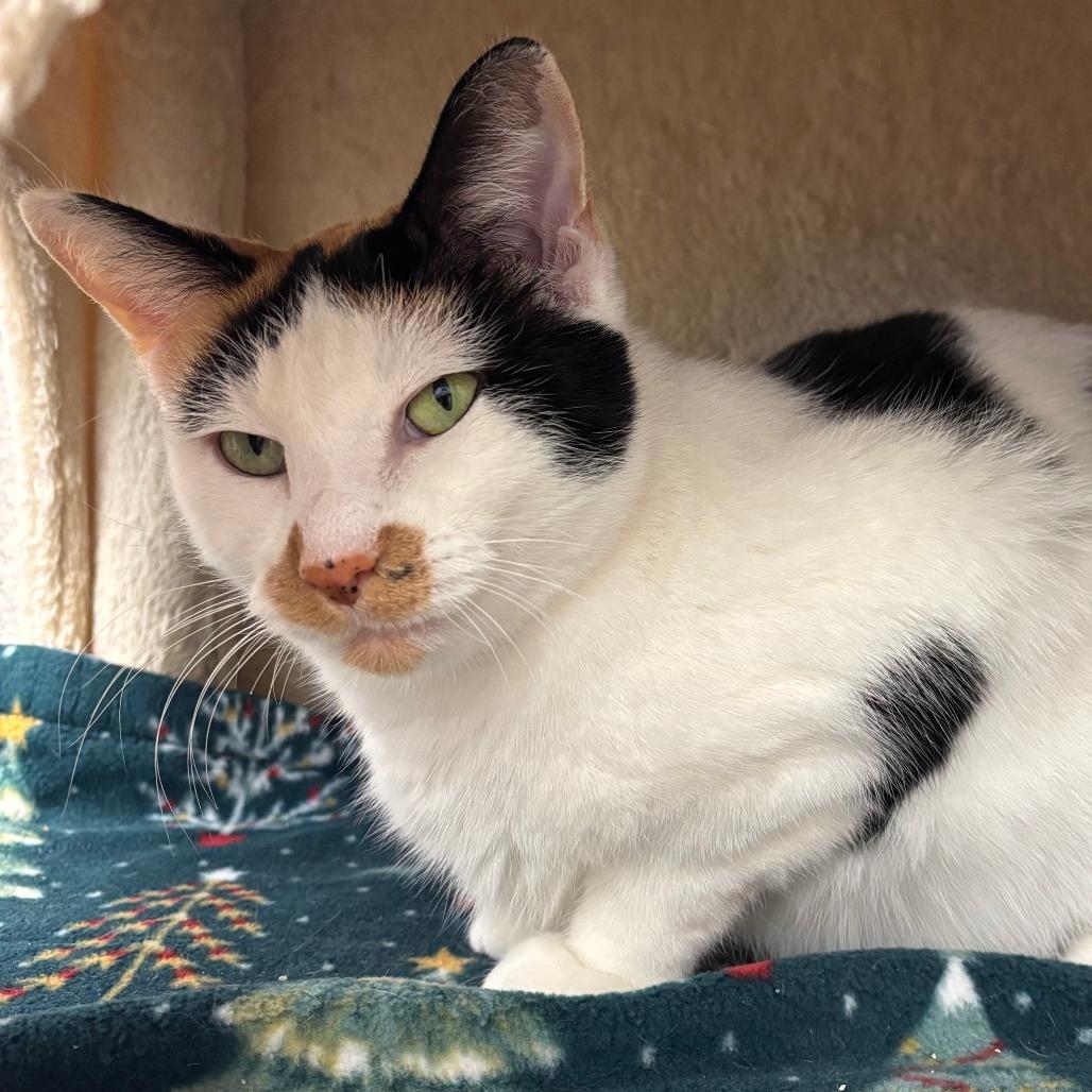 Dove, Adoptable, Adult Female Domestic Short Hair.