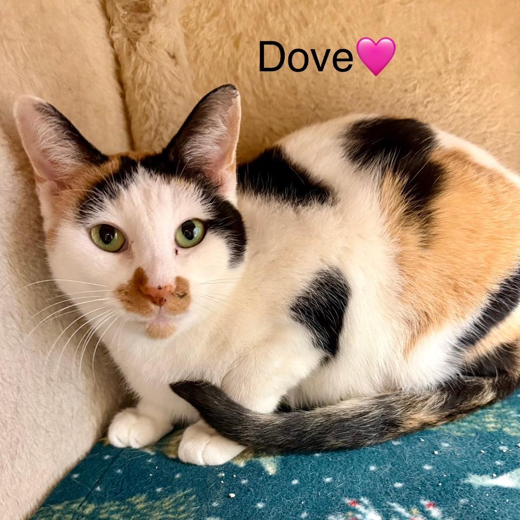 Enlarge Dove, a Adoptable Domestic Short Hair in Naperville, IL image 3/5