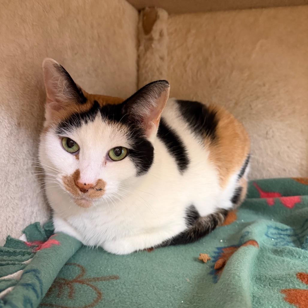 Enlarge Dove, a Adoptable Domestic Short Hair in Naperville, IL image 4/5