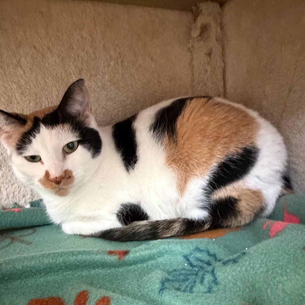 Enlarge Dove, a Adoptable Domestic Short Hair in Naperville, IL image 5/5