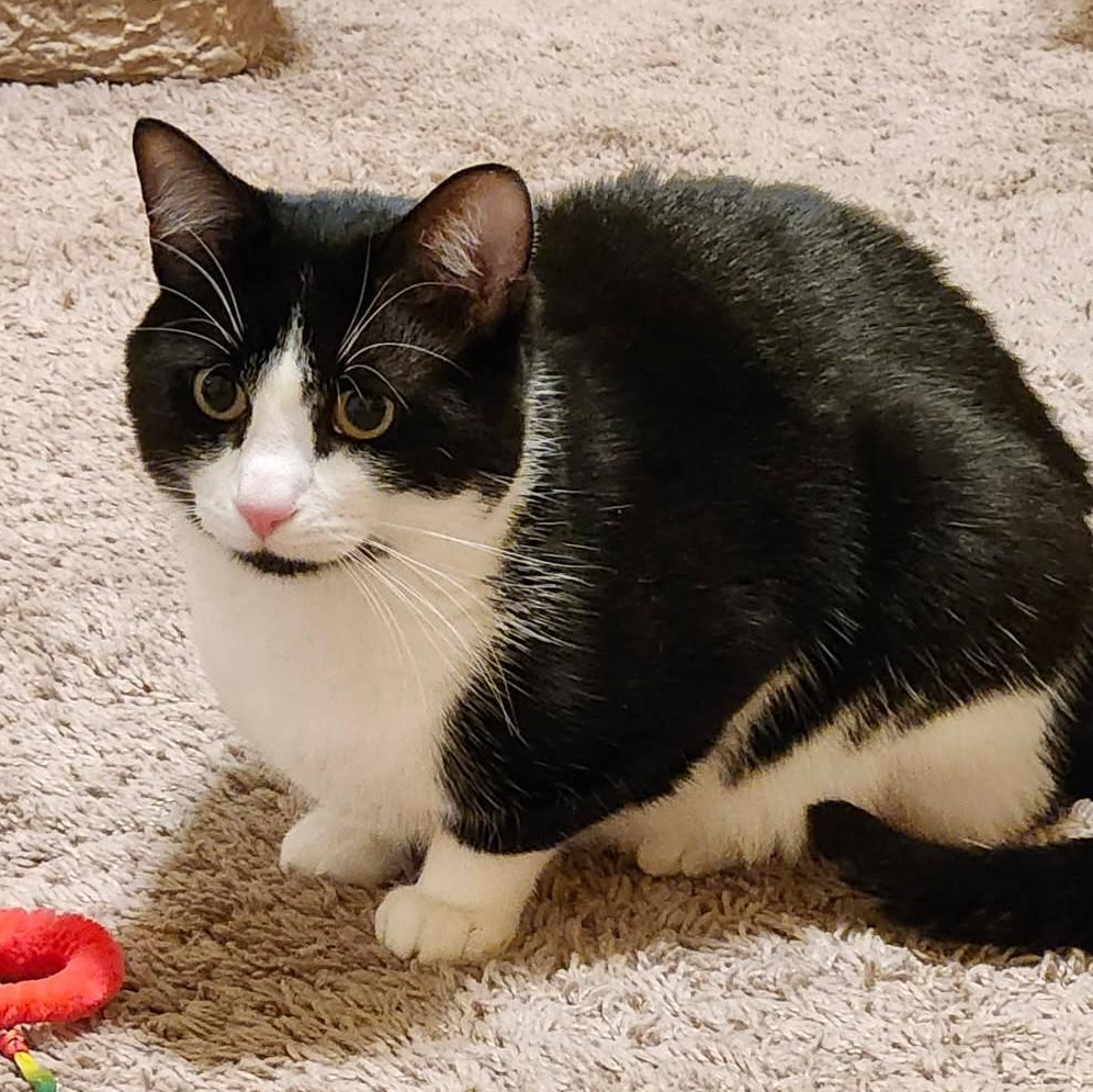 Enlarge Luffy, a ADOPTABLE Domestic Short Hair in Renton , WA image 6/6