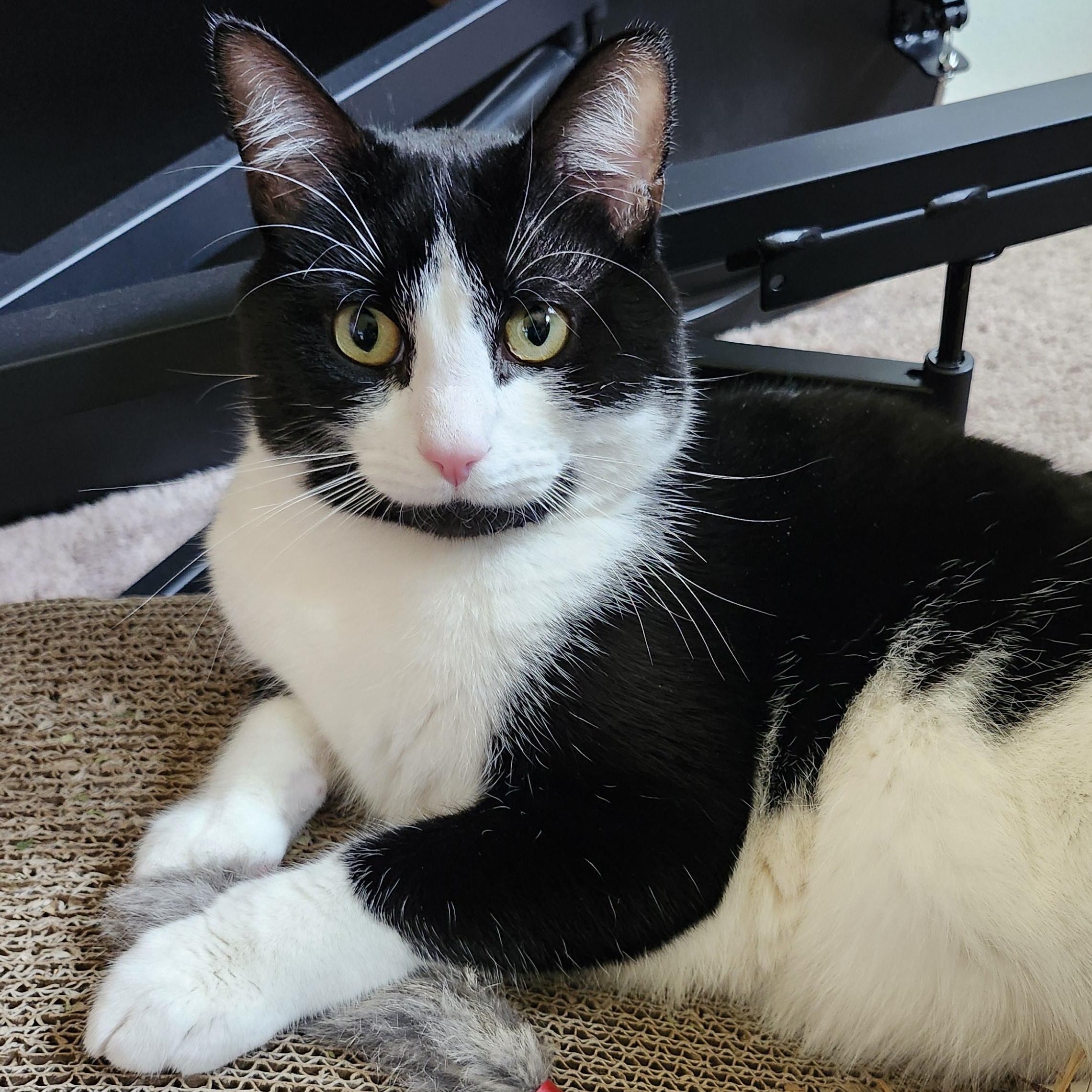 Enlarge Luffy, a ADOPTABLE Domestic Short Hair in Renton , WA image 5/6