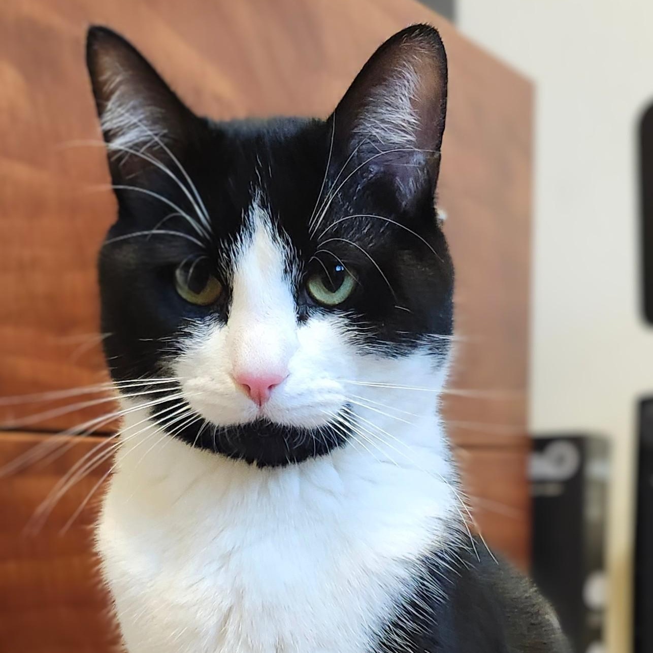 Enlarge Luffy, a ADOPTABLE Domestic Short Hair in Renton , WA image 3/6