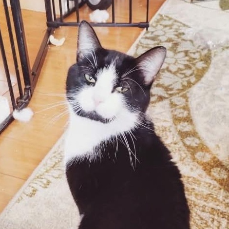 Enlarge Luffy, a ADOPTABLE Domestic Short Hair in Renton , WA image 2/6