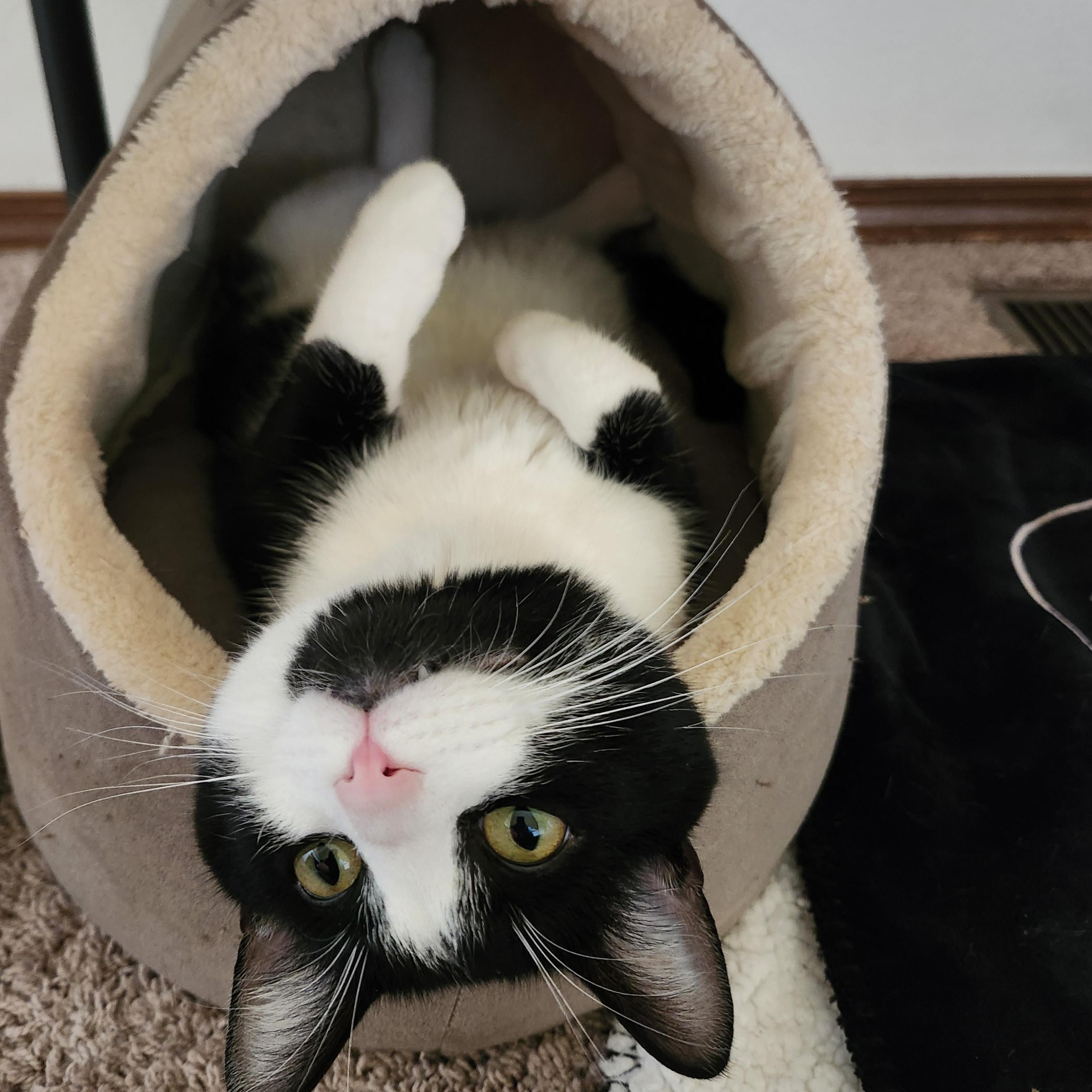 Luffy, ADOPTABLE, Young Male Domestic Short Hair.