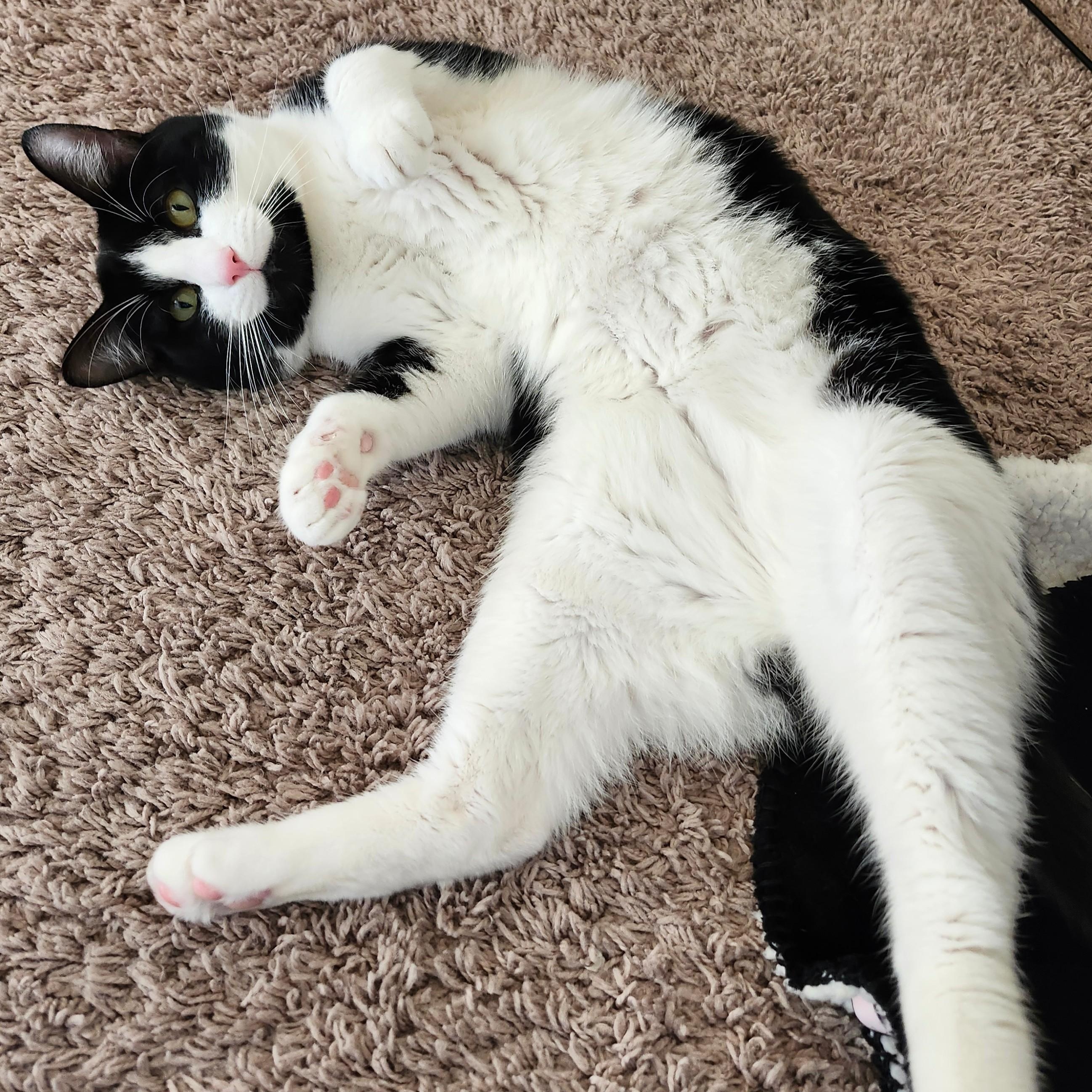 Enlarge Luffy, a ADOPTABLE Domestic Short Hair in Renton , WA image 4/6