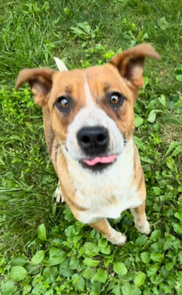 Cleopatra (Pink), Adoptable, Puppy Female Mixed Breed.