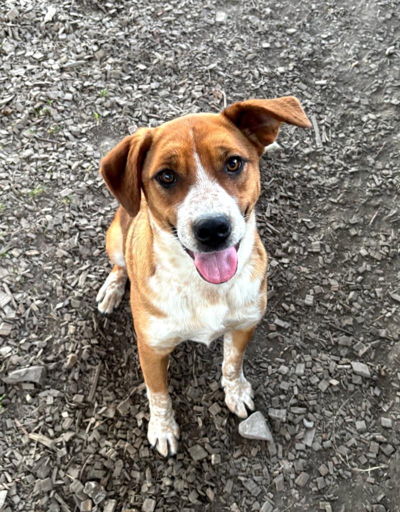 Enlarge Cleopatra (Pink), a Adoptable mixed breed in Greencastle, IN image 2/3