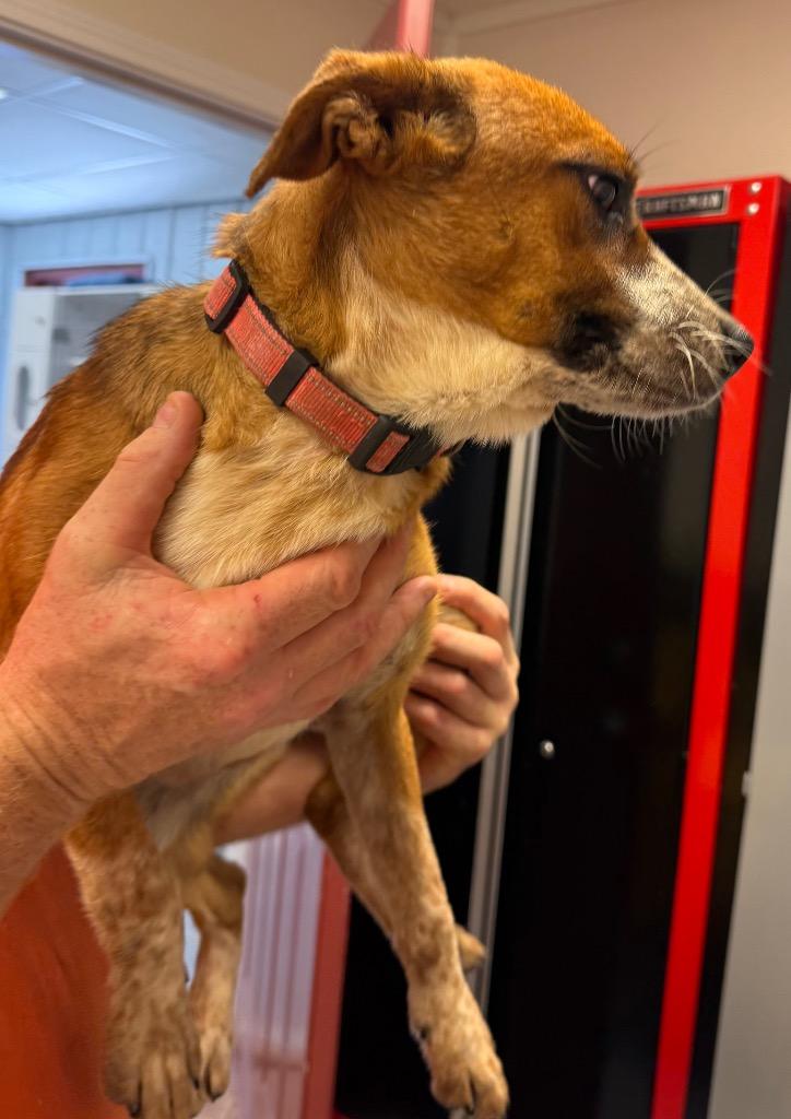 Enlarge Cleopatra (Pink), a Adoptable mixed breed in Greencastle, IN image 2/2