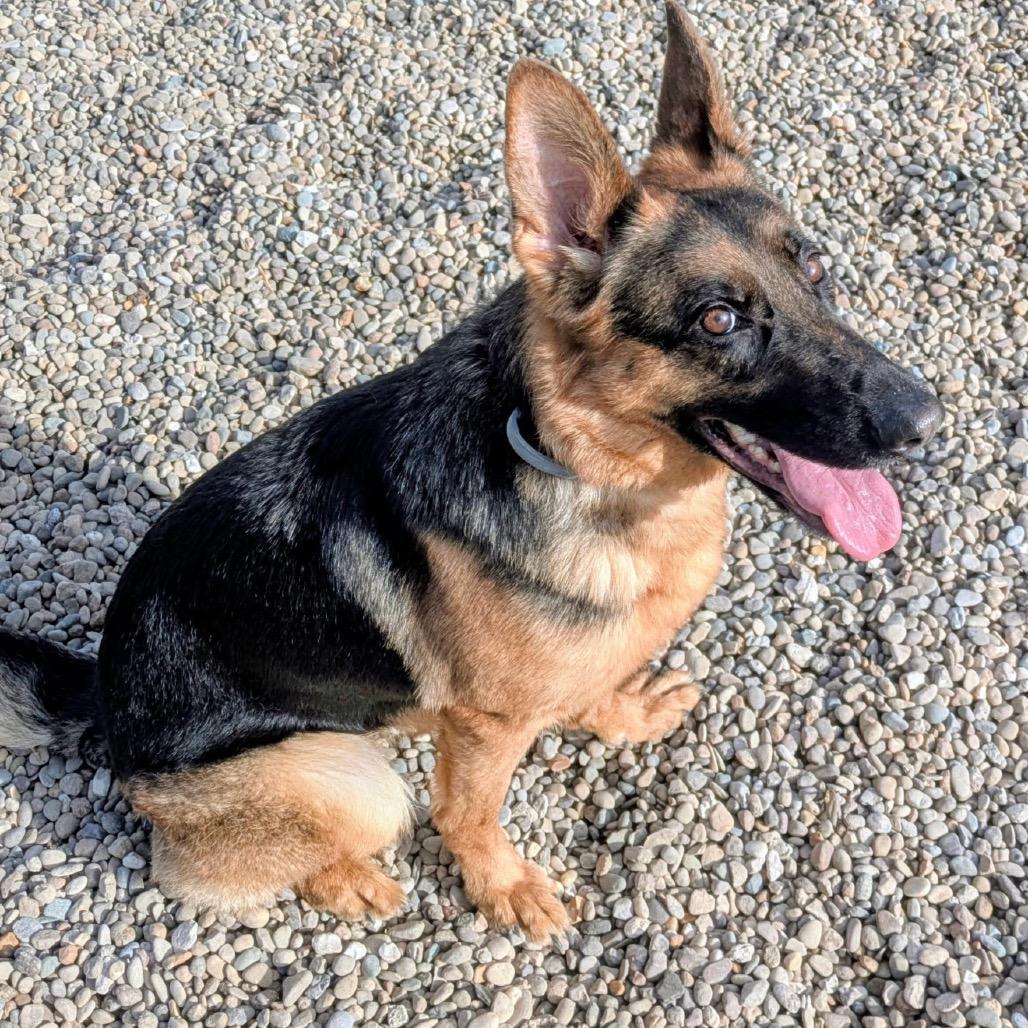 Athena, Adoptable, Adult Female Mixed Breed.