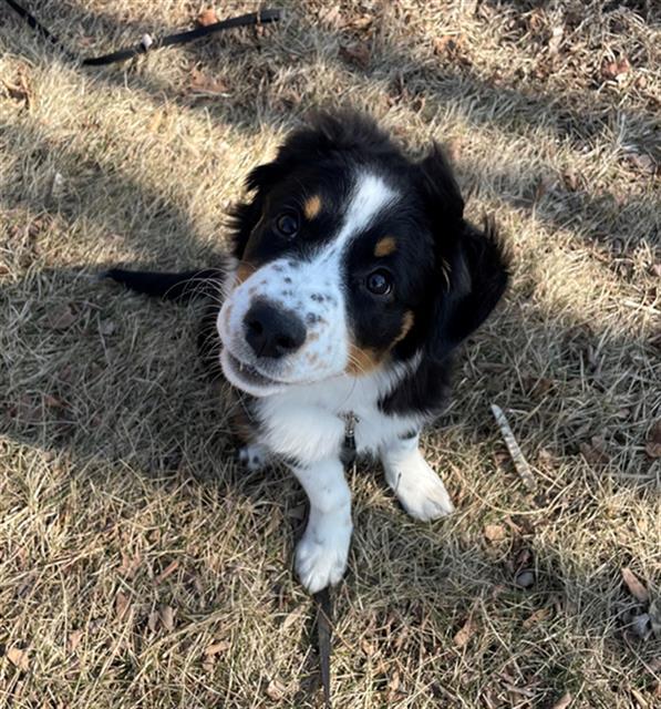 BERNICE, Adoptable, Puppy Female Bernese Mountain Dog & Mixed Breed.