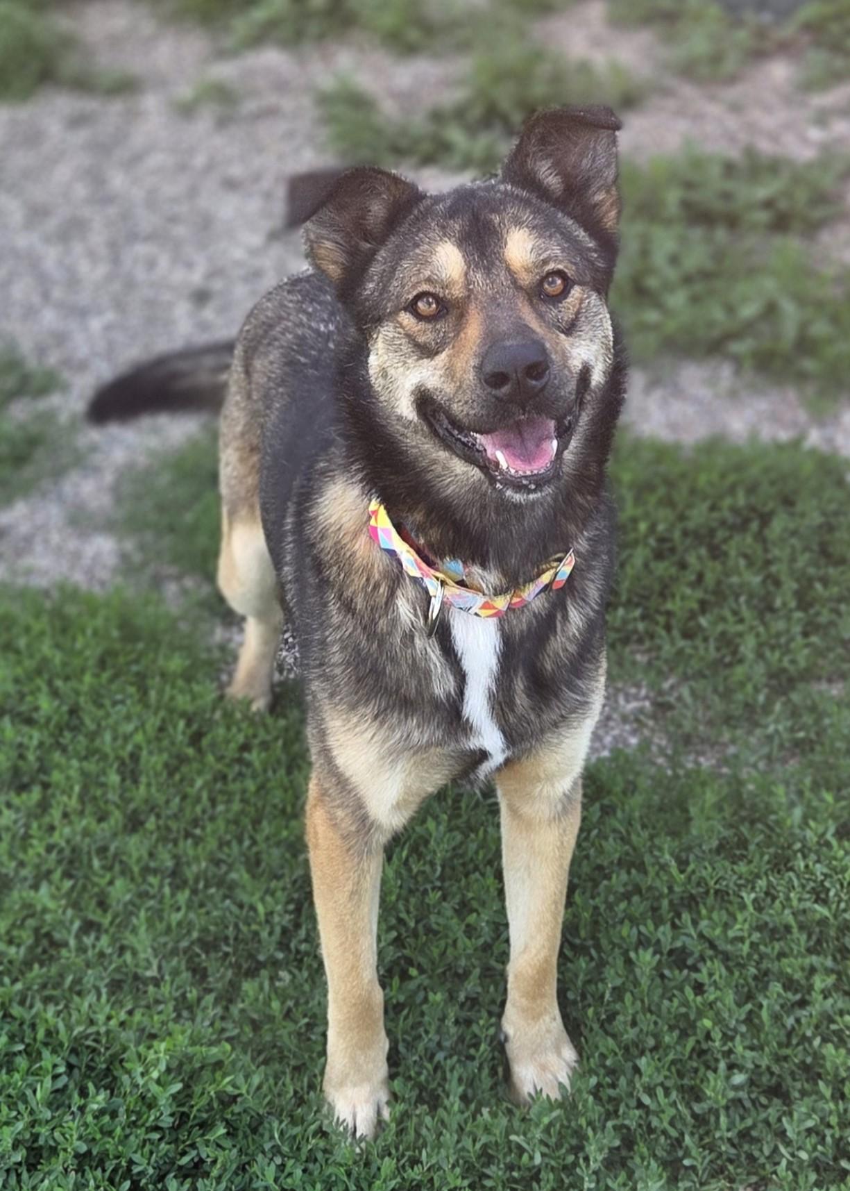 Coco Chanel, a ADOPTABLE Shepherd in Brookings, SD image 4/4