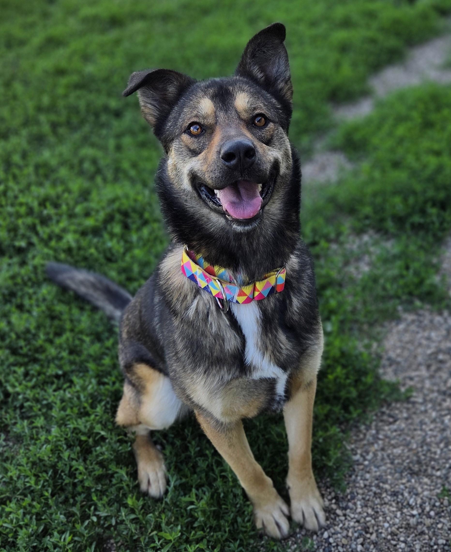 Coco Chanel, a ADOPTABLE Shepherd in Brookings, SD image 2/4