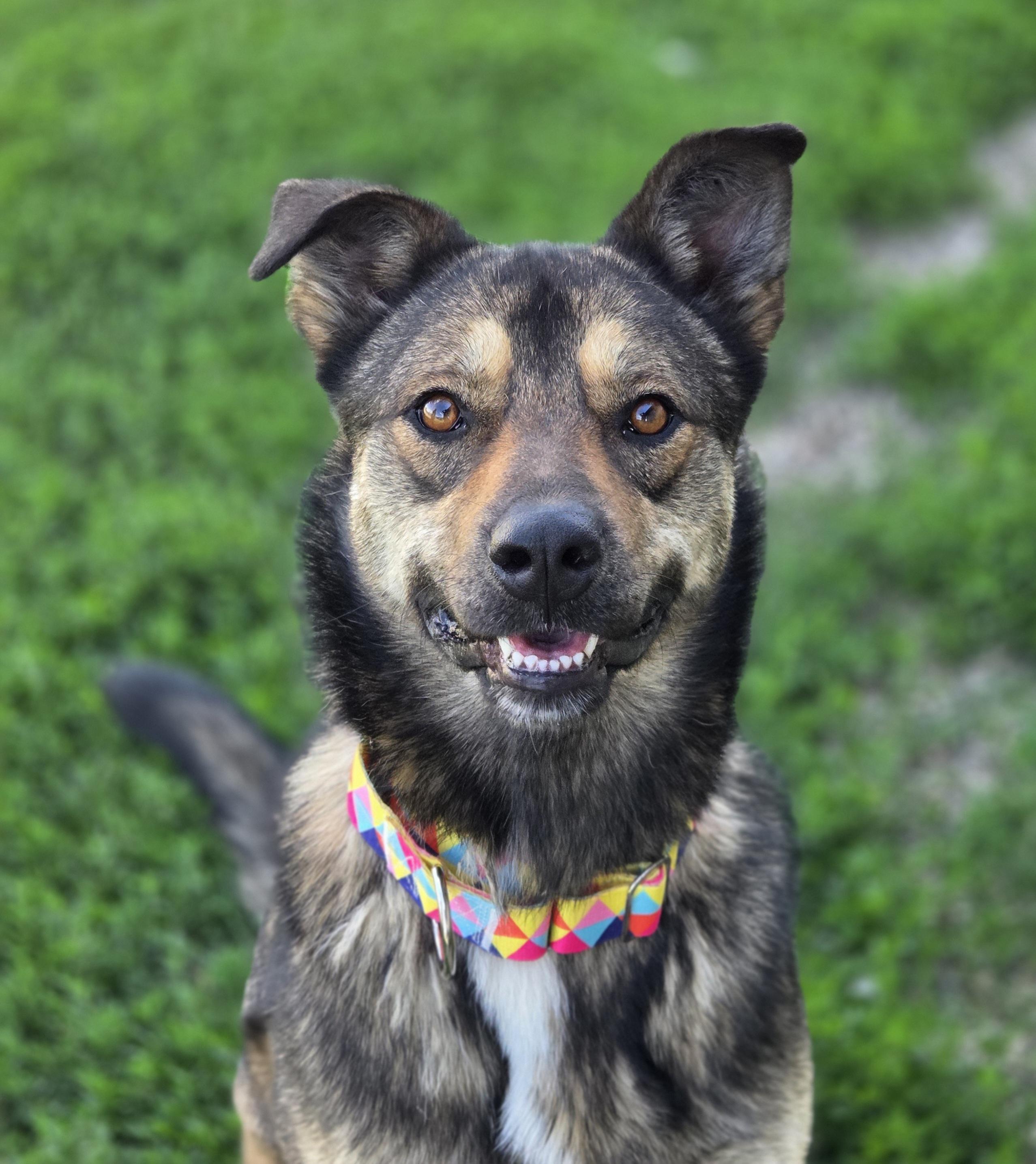 Coco Chanel, a ADOPTABLE Shepherd in Brookings, SD image 1/4