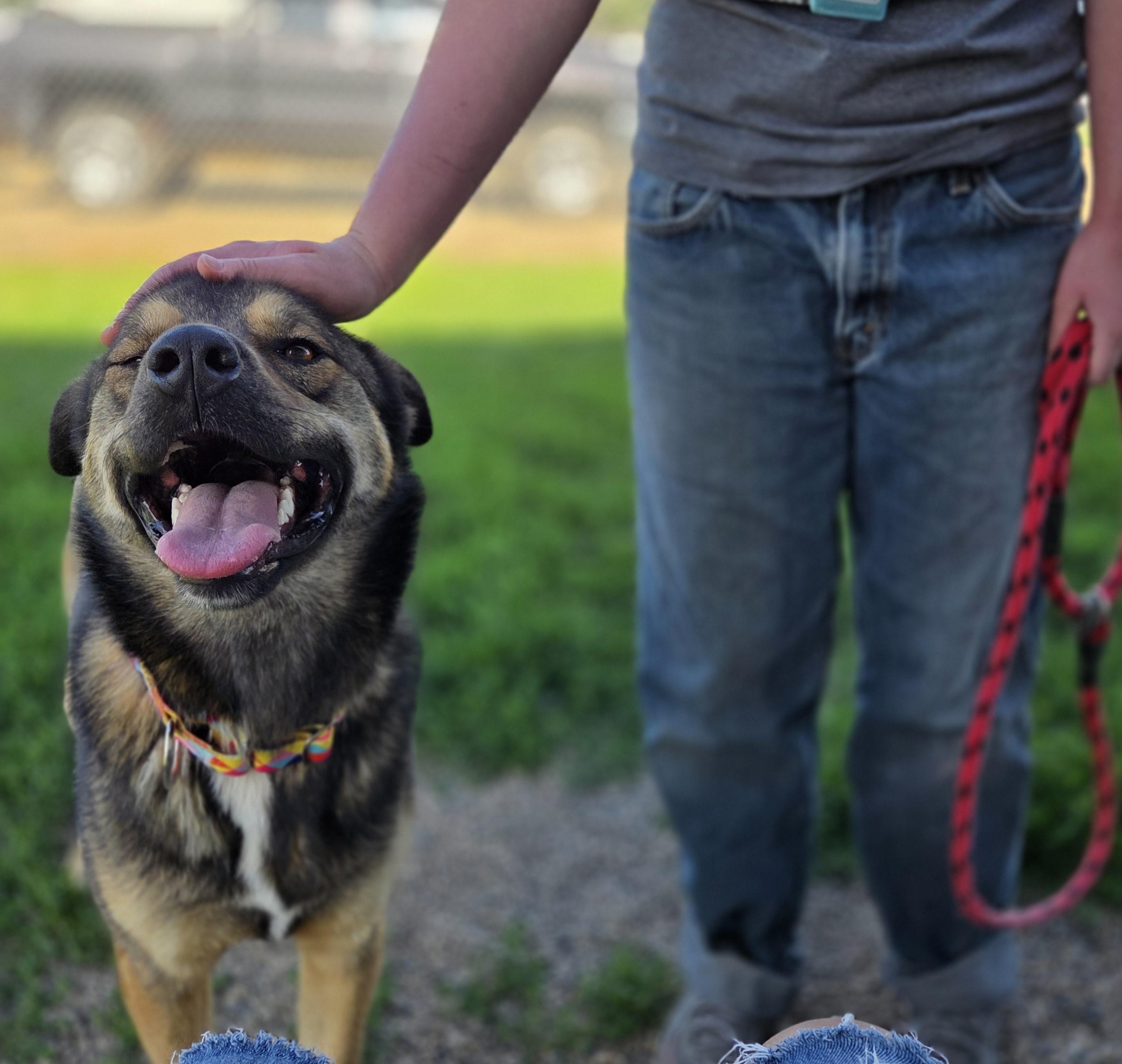 Coco Chanel, a ADOPTABLE Shepherd in Brookings, SD image 3/4