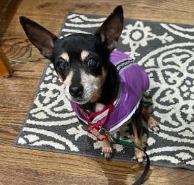 Coco, Adoptable, Senior Female Chihuahua & Mixed Breed.