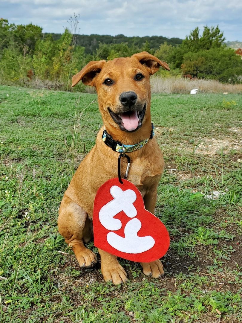 Enlarge Justice, a Adopted mixed breed in Clifton, TX image 1/1