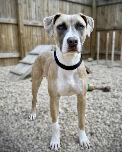 Klinger, Adoptable, Adult Male Mixed Breed & Mixed Breed.