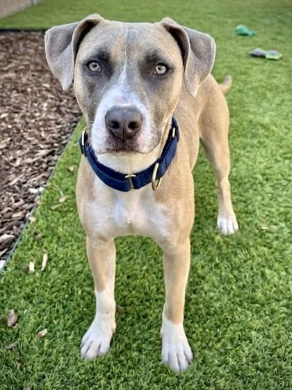 Enlarge Klinger, a Adoptable mixed breed in Washington, DC image 2/3
