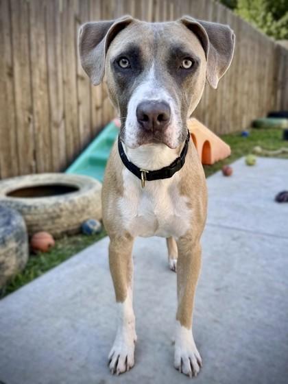Enlarge Klinger, a Adoptable mixed breed in Washington, DC image 3/3