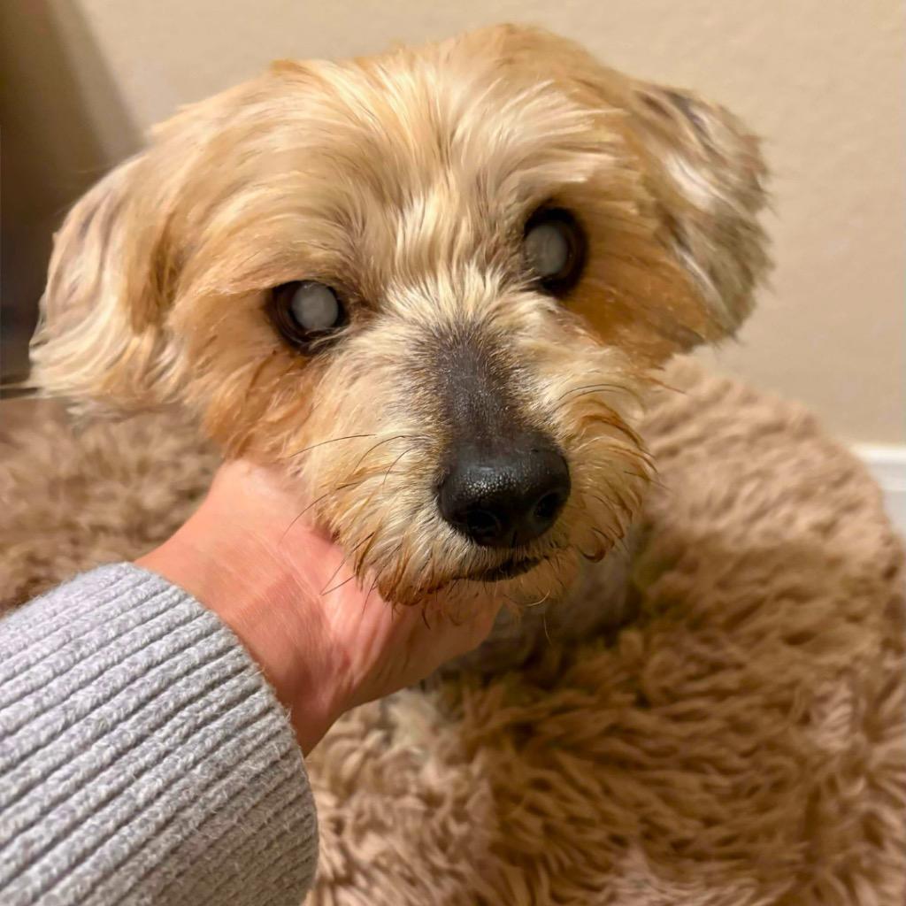 Bamm Bamm Rubble, Adoptable, Senior Male Yorkshire Terrier.